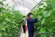 Phu Tho Unleashes High-Tech Agricultural Potential