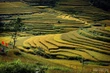 The Fragrant Rice of Muong Land
