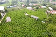 The Story of Bo Ly Custard Apples