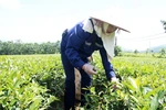 Coming to Yen Son to hear the scent of tea “tell stories”