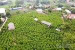 The Story of Bo Ly Custard Apples