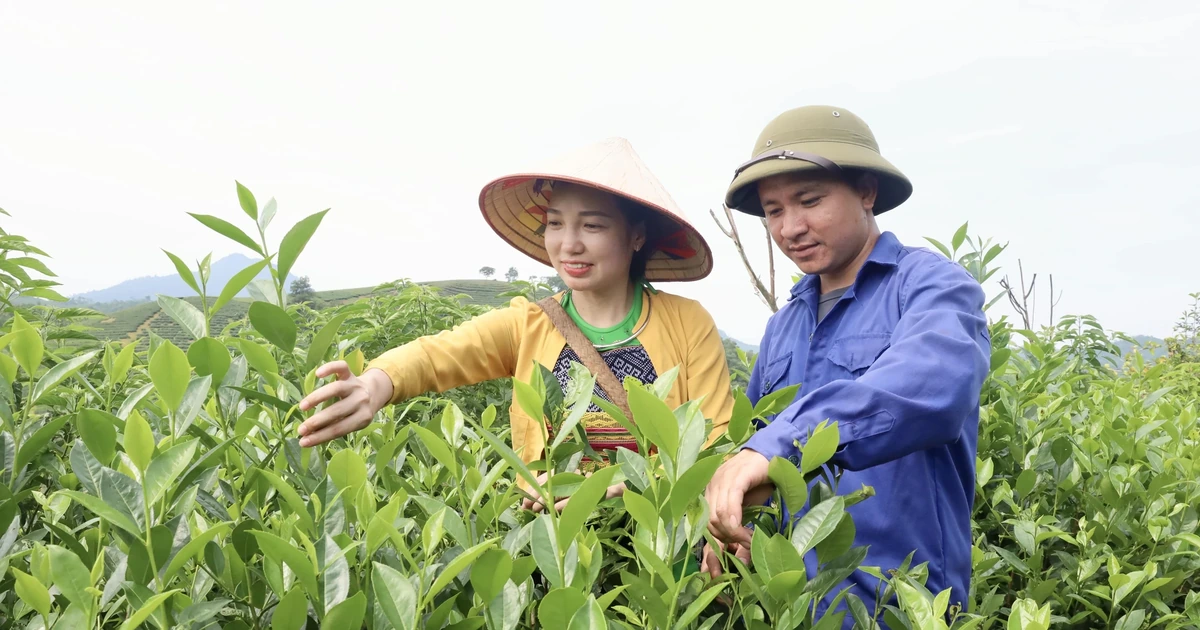 Bat Tien Tea from Long Coc – A Fragrant Specialty of the Ancestral Land